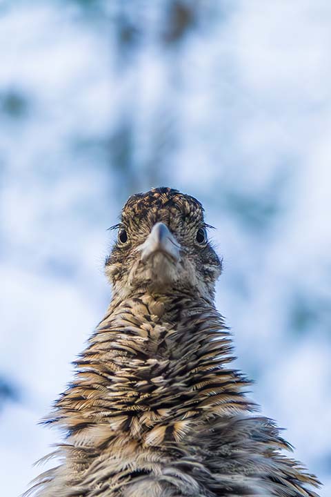 Greater Roadrunner Portrait
