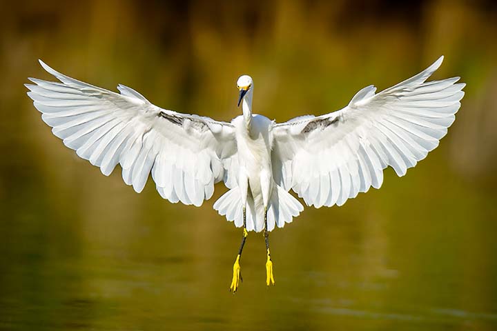 Snowy Egret Landing